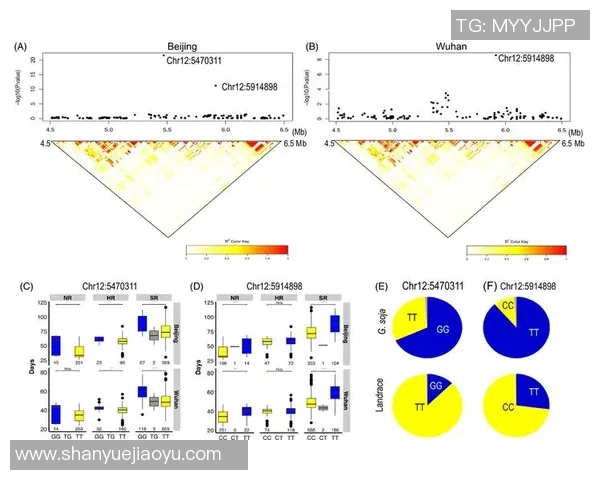 深圳篮球队耐力分析与战术适应性研究探讨 深圳篮球队耐力分析与战术适应性研究探讨